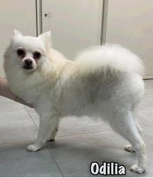 Odilia
