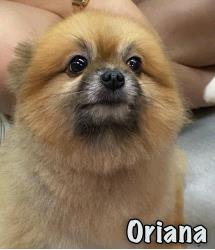 Oriana