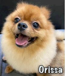 Orissa