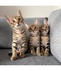Odette, Oskar & Odile