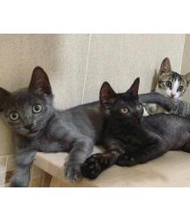 Shadow, Siren & Serene