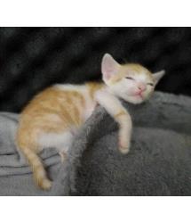 Puchy