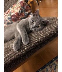 Pewter