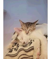 Pirate & Perseus  