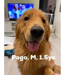 Pogo