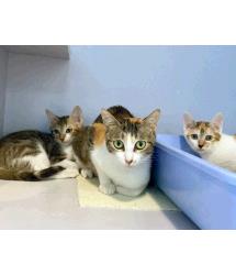 Mona, Toy & Tierra