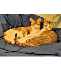 Meadow & Mishka