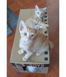 Snickerdoodle & Slytherin