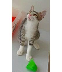 Sir Fancypaws