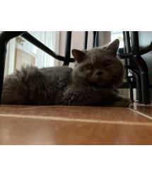 Nilla