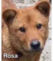 Rosa