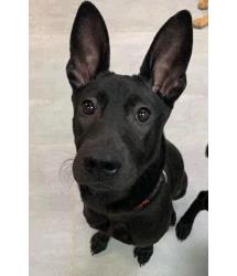 Nala