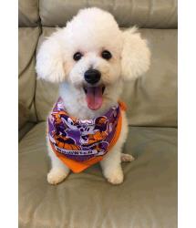 Mochi 