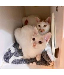 Baxter & Basmati