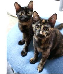 Persephone & Perdita