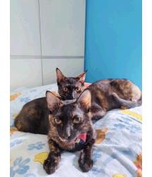 Starlet and Sweetling 