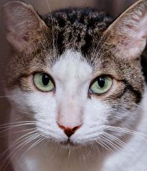 Cadbury