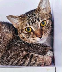 Toki