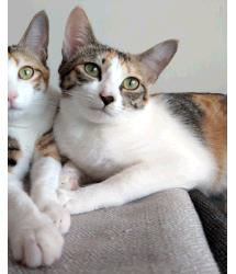 Bambina and Bluebell