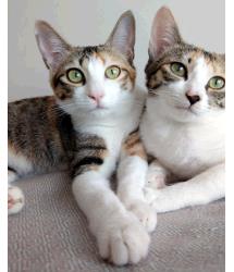 Bluebell and Bambina