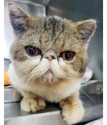 Chipmunk