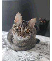 Buttercup and Blackbeard