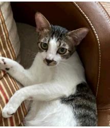 Lentil
