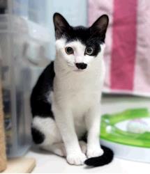 Stache