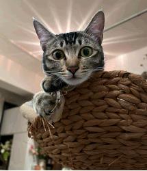 Primavera