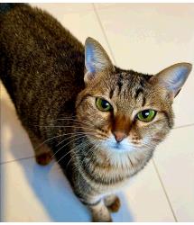 Kibby