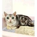 Eglantine