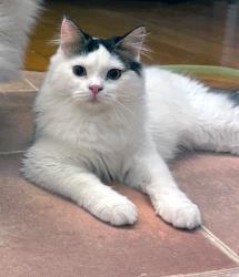 Gaston