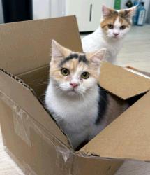 Gisele and Genet