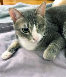 Nimoy 