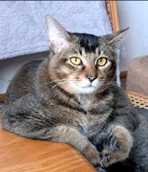 Wollemi