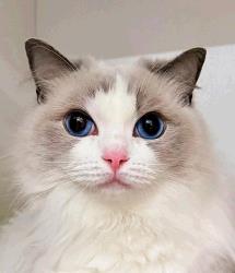 Hermine