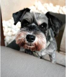 Dog for Adopt
