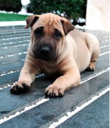 Dog for Adopt