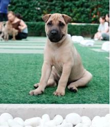 Dog for Adopt
