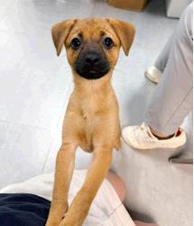 Dog for Adopt
