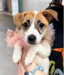 Dog for Adopt