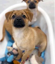 Dog for Adopt