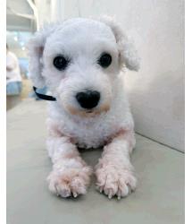Dog for Adopt