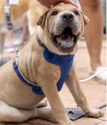 Dog for Adopt