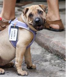 Dog for Adopt