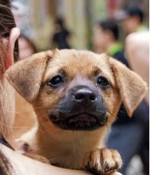 Dog for Adopt
