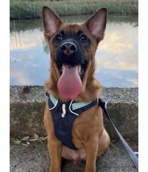 Dog for Adopt