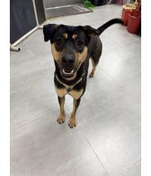 Dog for Adopt