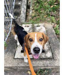 Dog for Adopt