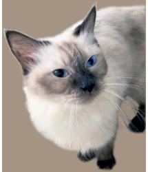 LAP Lifelong Animal Protection Charity